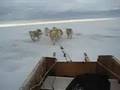 Jumping in and Out Dogsled