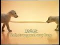 andrex - twin puppies   whistle music - 1986 - uk advert