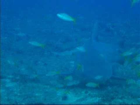 0 Los tiburones de Santa Lucía