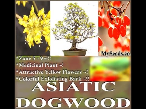how to harvest dogwood seeds