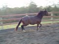 TB Broodmare- Shickado TB Broodmare- Shickado