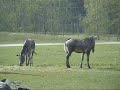 The Beekse Bergen wildlife park , part 1