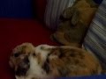 videos de Tiger doing crazies on the sofa