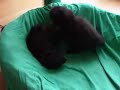 Katzenbabys Dittrich 3