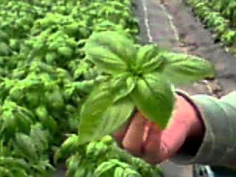how to harvest fresh basil