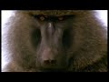 Lions - Spy in the Den: Baboon Chase