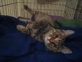 Video of Mia