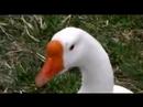 Ducks