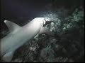 shark-attacks-fish.html