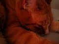 Earl--Snorgling and Purrminating