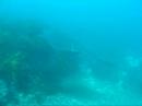 Bullray and Boarfish