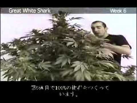 Green House Great White Shark Grow ...