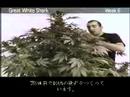 Green House Great White Shark Grow with Japanese Subtitles