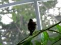 Gontrand chante / Gontrand singing Gontrand chante / Gontrand singing