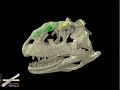 WitmerLab: Majungasaurus Bone Merge WitmerLab: Majungasaurus Bone Merge