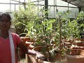 Ecosan- Urine application tests on plants-Tamil