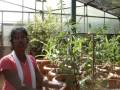 videos de Ecosan- Urine application tests on plants-Tamil