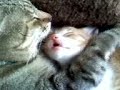 Mi gato habla dormido!