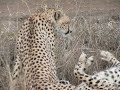 Serengeti cheetahs