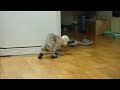 aga hates when his cat toys are lost under the fridge hsssss! hsssss! aga hates when his cat toys are lost under the fridge hsssss! hsssss!