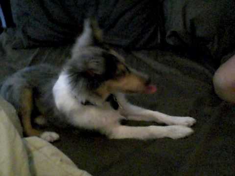 BluemerleSheltie - this video is for our family and friends who want updates on Zeus cause they don't get to see him often) Our sunday mornings in Bed are the best...he is so ...