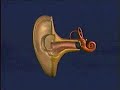 Sensory Neurobiology hearing cochlear membrane