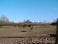 videos de Monsieur de Sivola au pré .wmv