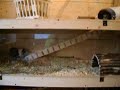 Meerschweinchen im Galopp Meerschweinchen im Galopp