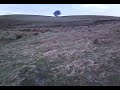 Jac y ci ar Fynydd y Grug / Jac the dog on Mynydd y Grug Jac y ci ar Fynydd y Grug / Jac the dog on Mynydd y Grug