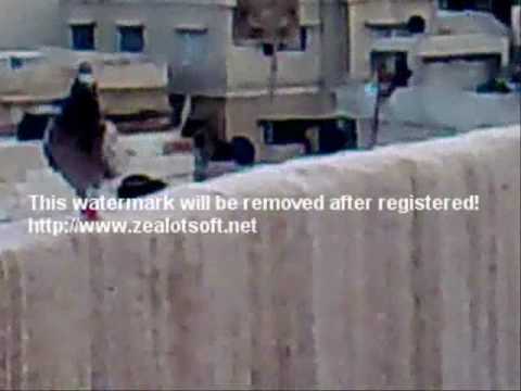 الاردن..طيور..حمام - فيديو فن كش الحمام في الاردن.