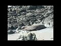 Howling sea lions