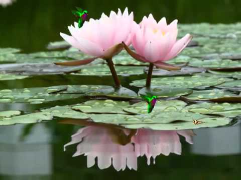 Peaceful Lotus Flower In The Water Screensaver http://www.screensavergift.com