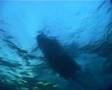 Freediving with orcas / killer whales