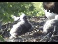 Eaglets eating (5/12/06) Eaglets eating (5/12/06)