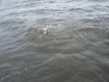 Louisiana Redfishing 5-15-08