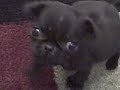Pug Puppy Ollie 12-02-09.wmv