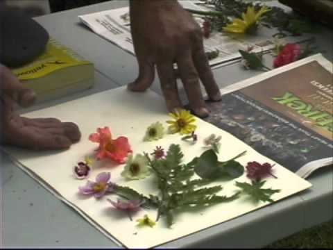 how to properly press flowers