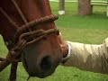 caballos perianos de paso