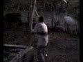 El limon de los peraza Loren 1