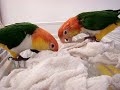 caiques surfing JoJo and Chickie