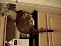 Tiger Stripped Cat (Frick) Playing with Pen