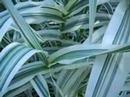 From The Water Garden Of A Friend #2