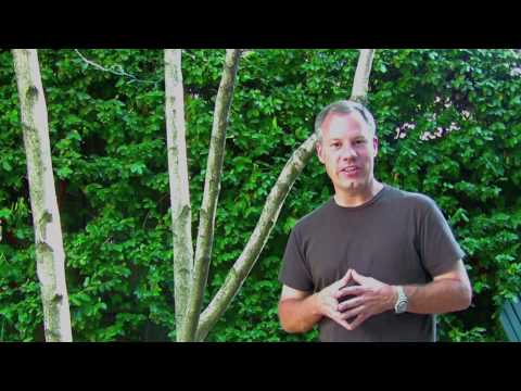 how to fertilize birch tree