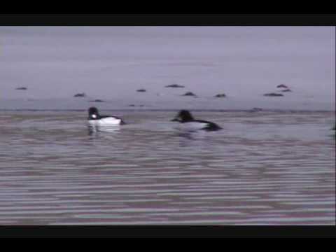 American Dipper and Shore Birds, Bear Creek Lake Park.wmv