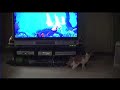 V�deo Domino the Cat Plays Xbox 360