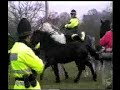 Wild Horses of Newbury