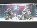 Meu aquário novo. Ciclídeos Africanos mais um Jack Dempsey. 360litros. Montado em 1/12/2007. Coleção de Labidochromys Yellow. Homenagem ao pequeno bala shark que aparece no vídeo. Foi comido após as filmagens. 