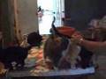 Cat House Tour (Part 1)