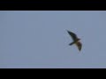 Peregrine Falcon at MERC (Closest Yet)