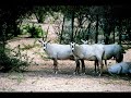 عنود الصيد - خالد الفيصل